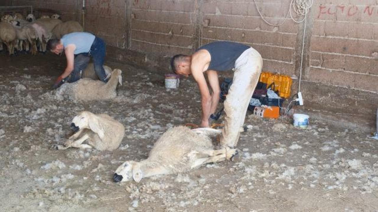 Kırkımcılık mesleği göz kamaştırıyor: Aylık kazanç 250 bin TL'yi buluyor