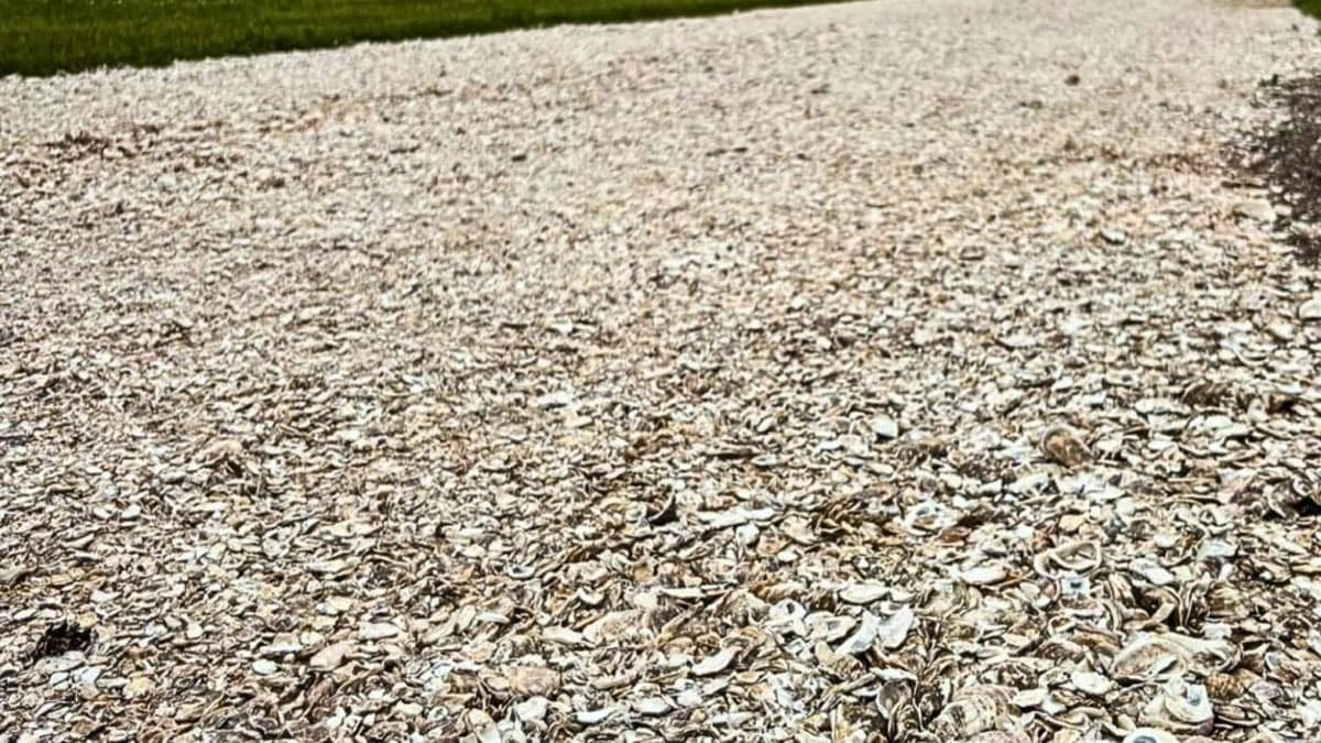 Çöpe atılan malzemeleri toplayan taraftar devasa kalkan kurarak stadyuma damga vurdu
