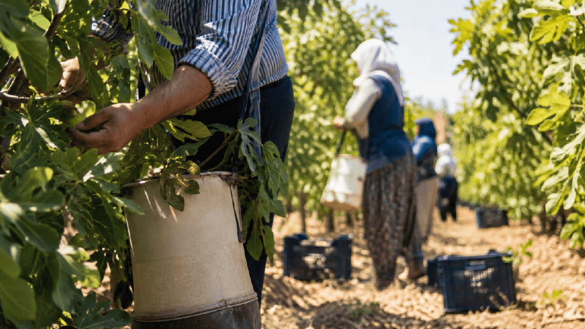 Üreticilere Acil Hasat Durdurma Çağrısı Yapıldı
