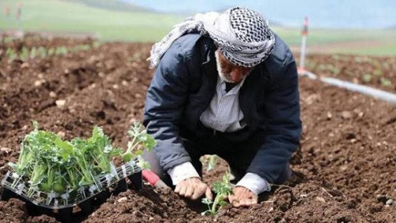 Türkiye'nin 81 ilinde yetişen tarım ürünleri! Tarlasına eken paraya para demiyor