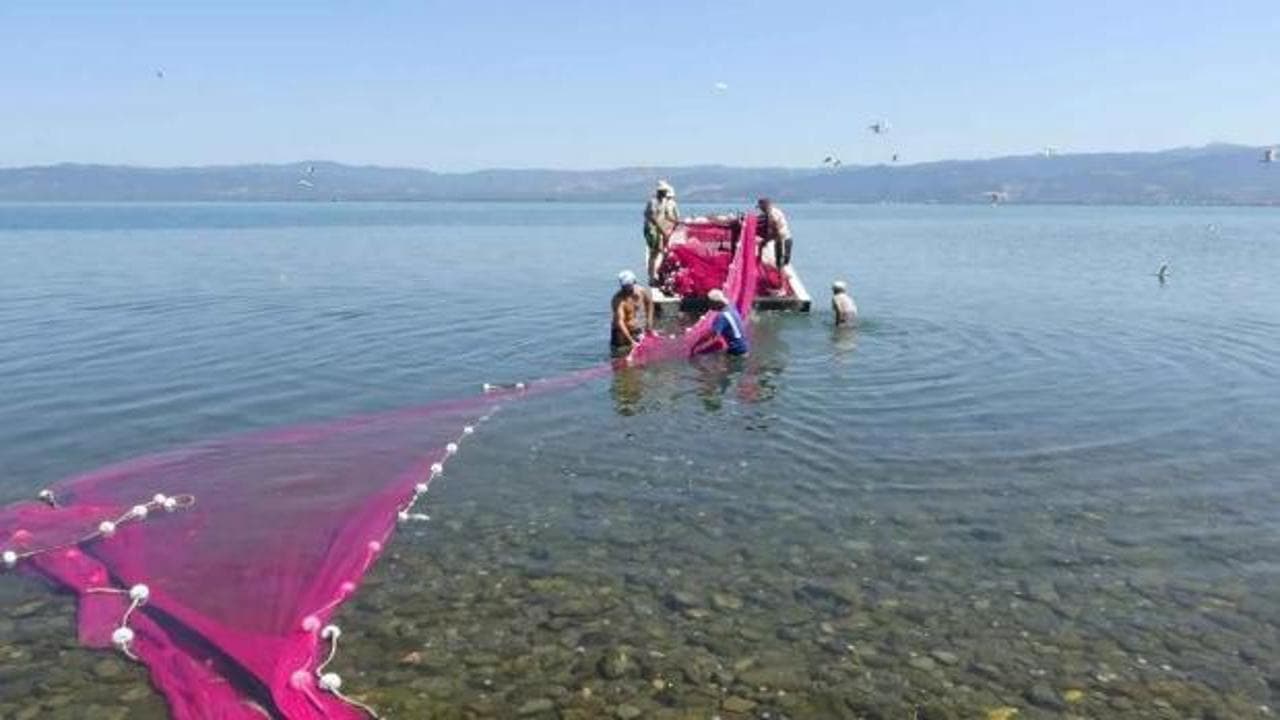 İznik Gölü'nde gümüş balığı sezonu açıldı: 400 tonluk hedef, gözler Amerika pazarında