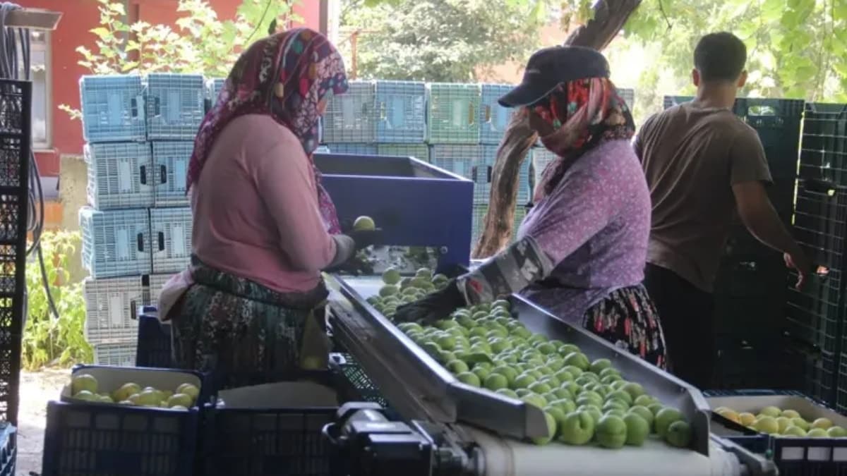 Çiftçinin yüzünü güldüren hasat sezonu başladı: Kilosu 100 TL'den alıcı buluyor