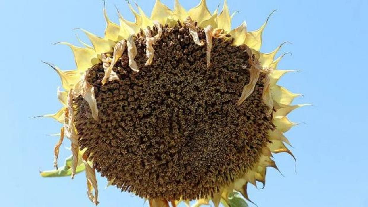 Trakya'da ayçiçeği üreticilerinin gözü hasat döneminde: Verim beklentisi yükseldi