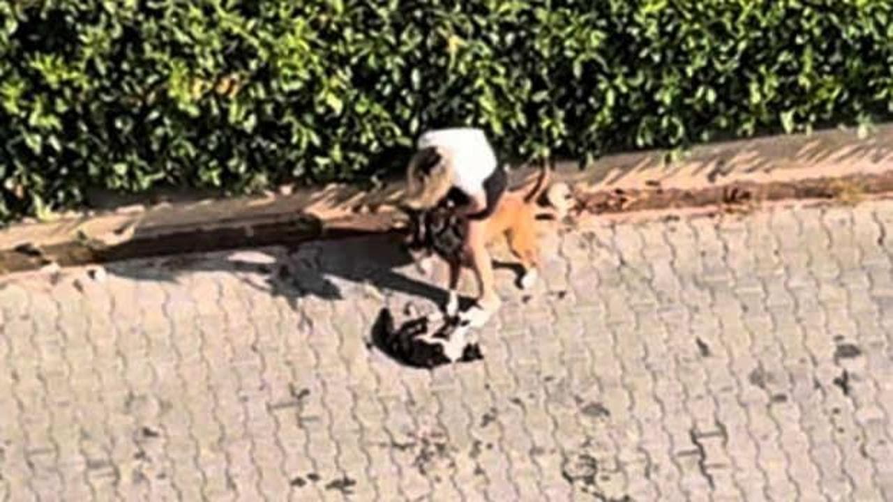 Adana'da pitbull dehşeti: Ağızlıksız gezdirdiği köpek kediyi parçaladı, sahibi 'Polisi aramayın' diye yalvardı