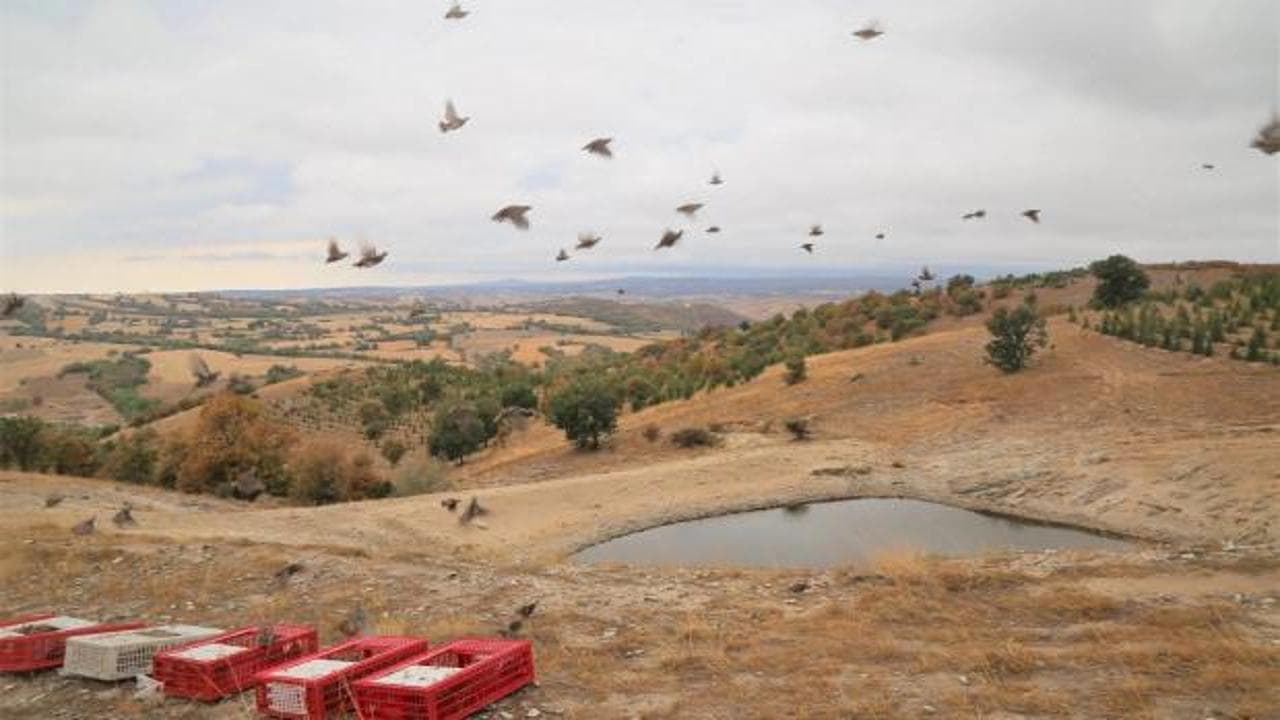 Kırıkkale'de keneye karşı doğal çözüm: 400 keklik doğaya bırakıldı