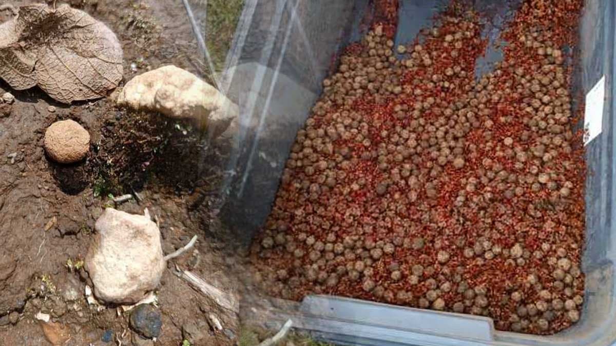 Gökyüzünden 660 bin balık bırakıldı: Hayatta kalma mücadelesi başladı