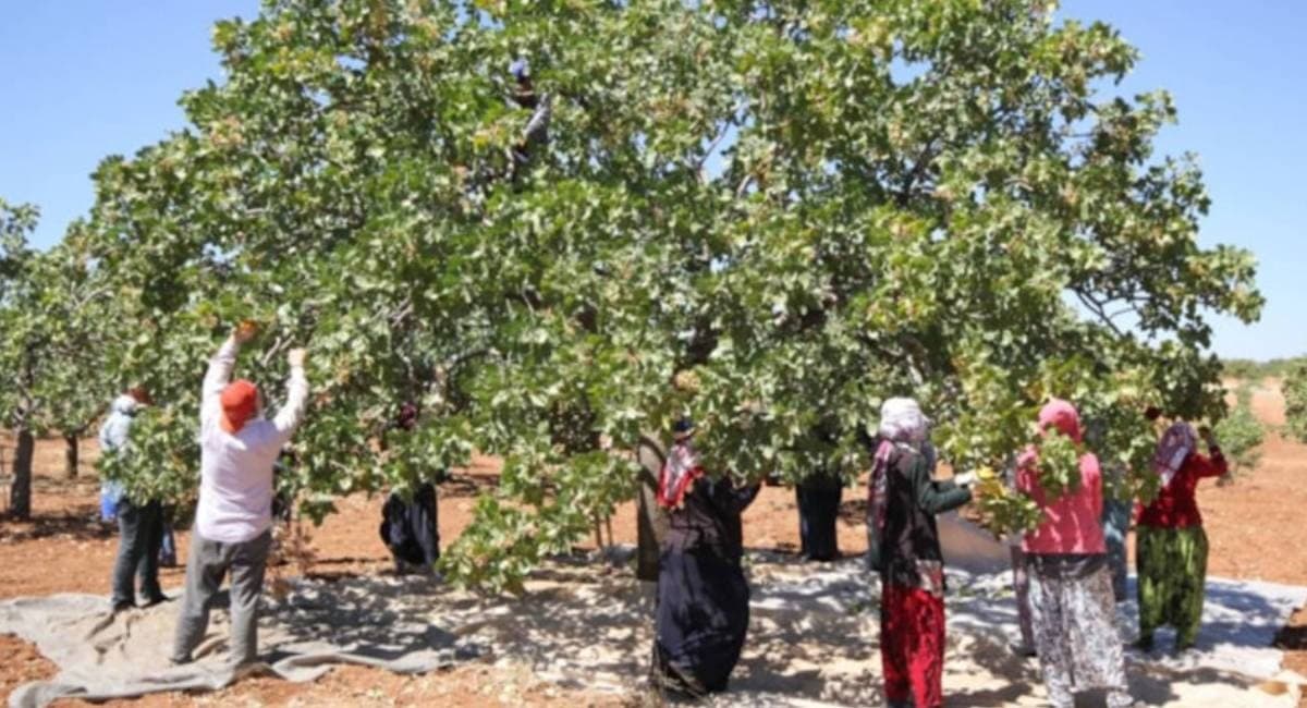 66 yıl önce askerlik yaptığı yerden köye getirdi: Her yıl rekor hasat yapıyor