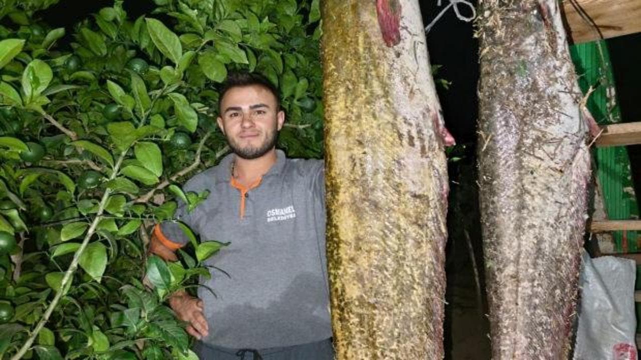 Bilecik'te şaşkına çeviren av! Balık değil dev sanki... Boyunu aşıyor