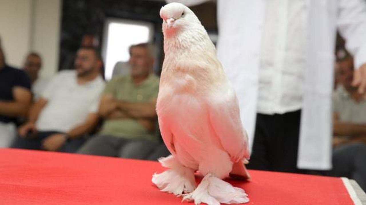 Erzurum'da göz kamaştıran sergi: Nadir güvercinlerin değeri 5 milyon TL'ye ulaşıyor