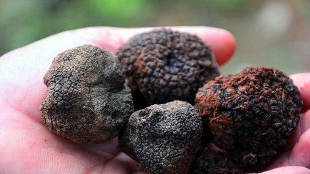 Toprağın altındaki servet! Eğitimli köpeklerle bulunuyor: Değeri altınla yarışıyor