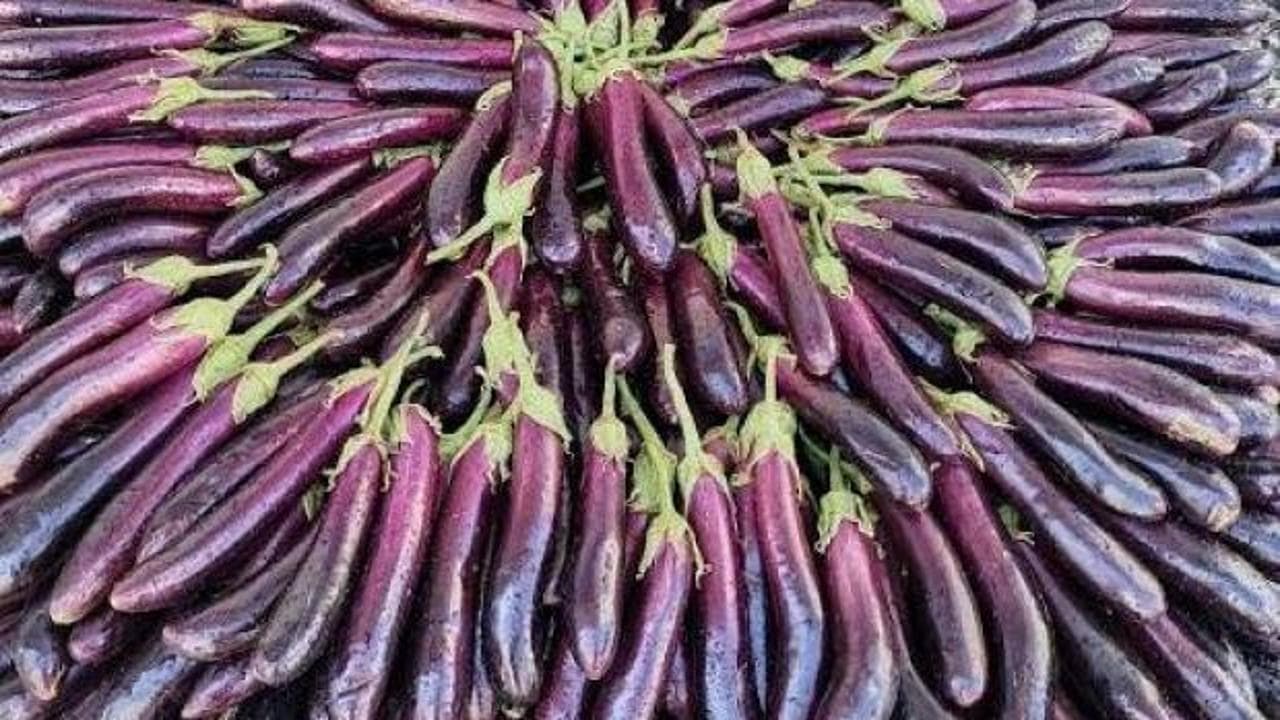 Coğrafi işaretli Birecik Patlıcanı'nda hasat heyecanı başladı