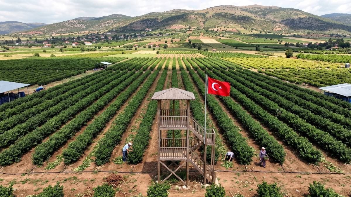 Dünyanın en pahalı hasatı başladı: Damla damla elde edilen ürün, litresi 666 bin TL'den alıcı buluyor
