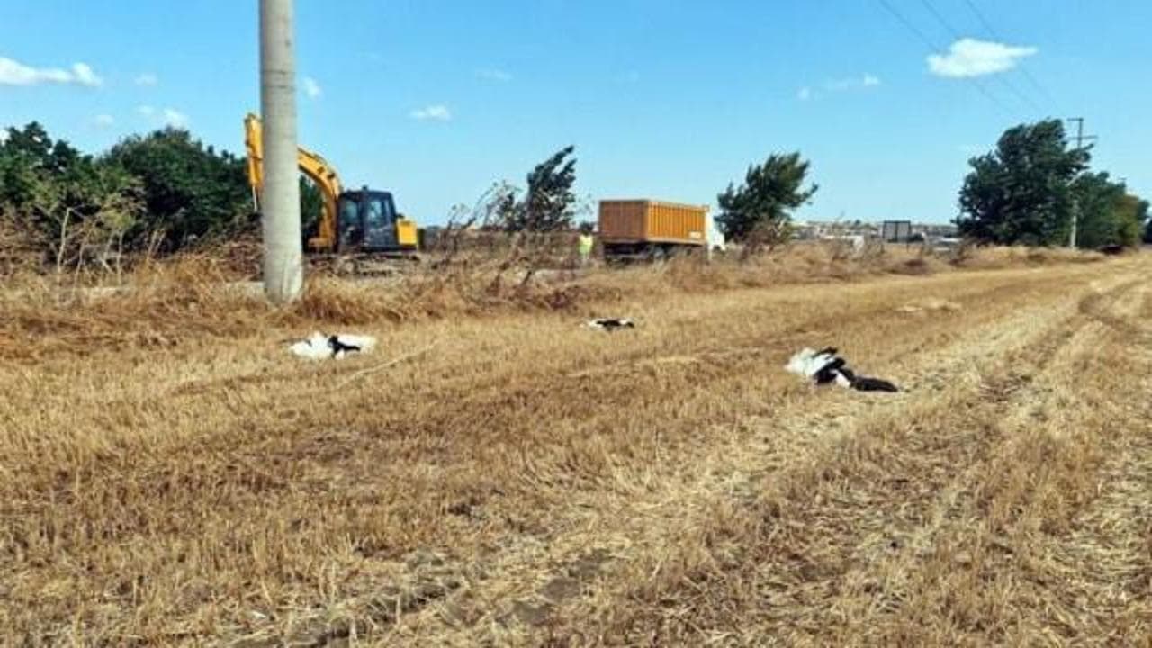 Tekirdağ'da Göç Yolunda Facia: 30 Leylek Elektrik Akımına Yenik Düştü