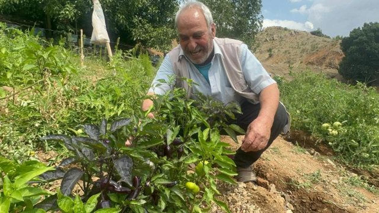 Elazığ'da Anavatanından Binlerce Kilometre Uzakta Mor Biber Hasadı