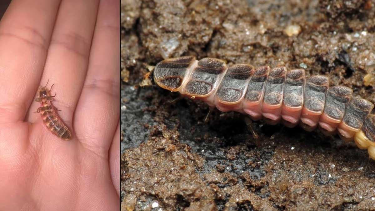 Parklara kova ile akın edenlere belediyeden yasak: 'Dayanacak gücümüz kalmadı'