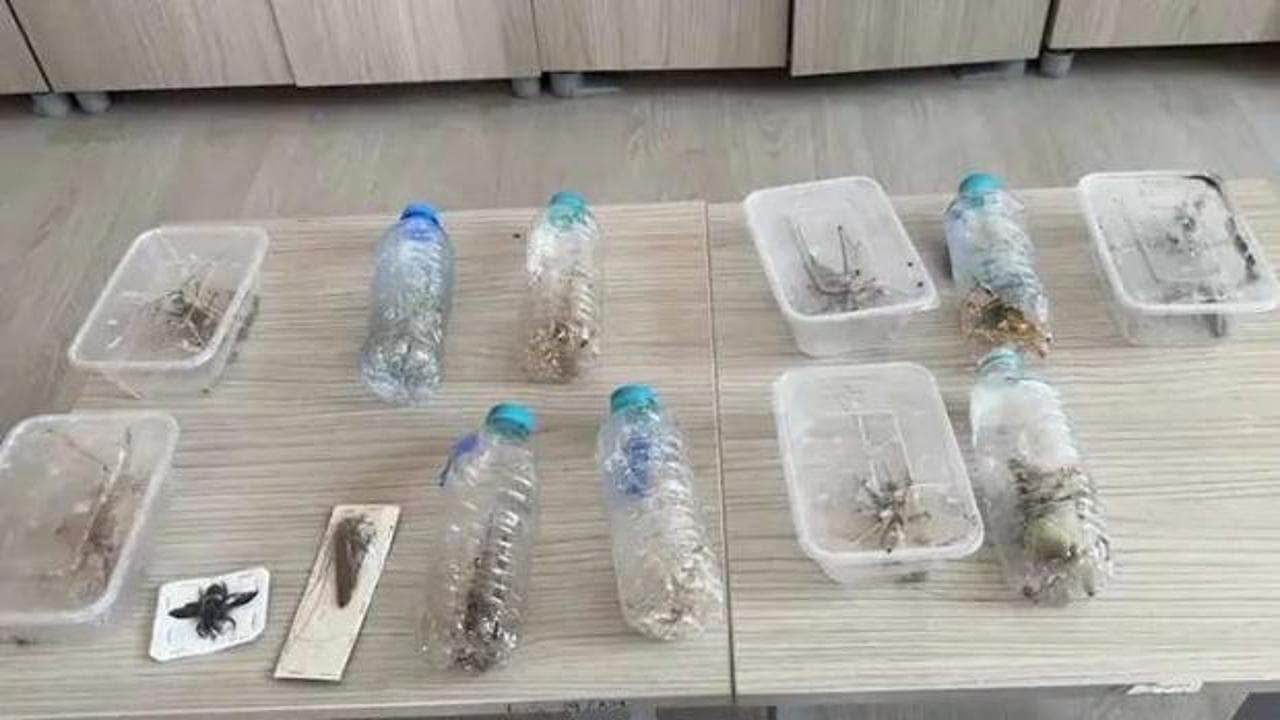 Nemrut Dağı'ndan çekirge kaçıran 2 yabancıya 1,4 milyon lira ceza