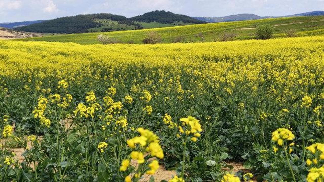 Kanola üretiminde rekor verim: Trakya'da “yılın kazananı” belli oldu