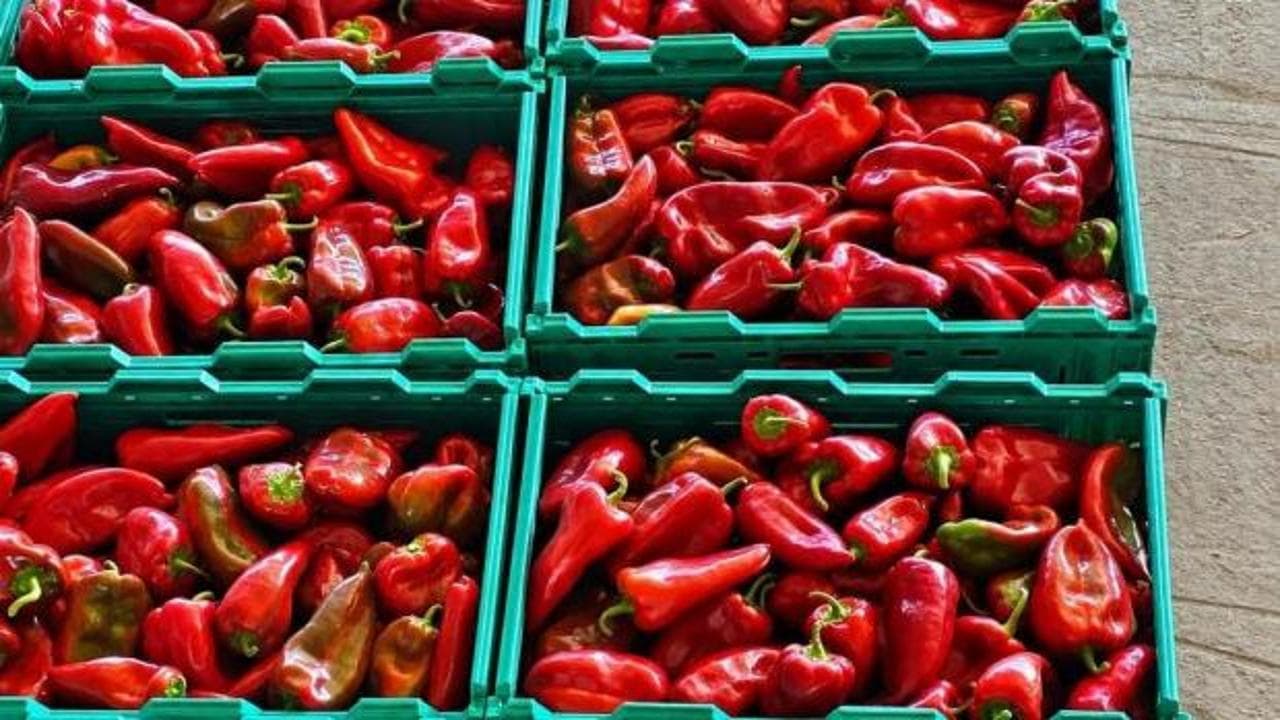 Kapya biber hasadında bereket: Fiyatlar yarı yarıya düştü