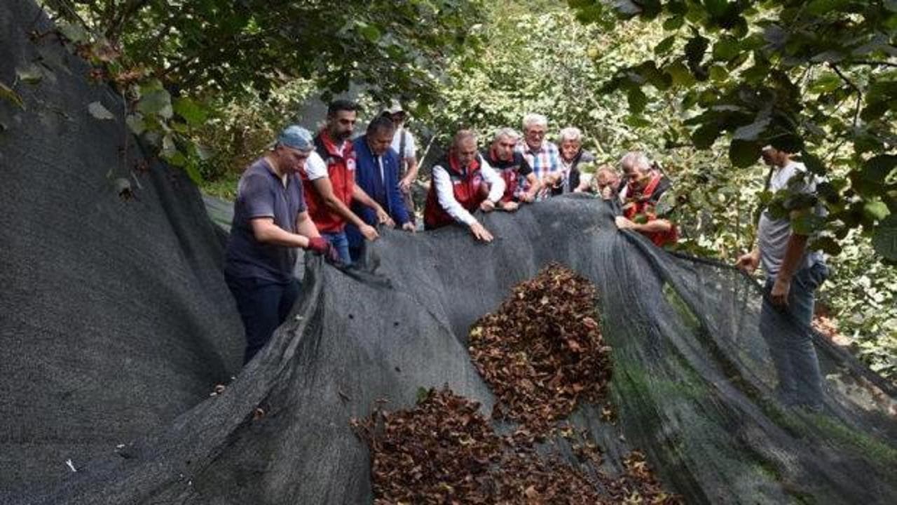 Fındık üreticisine büyük kolaylık! Hasat maliyetini yüzde 80 düşürüyor!