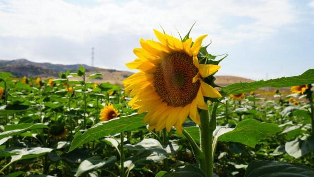 Çiftçiye ikinci kazanç sağlıyor! Buğday hasadının ardından ekildi
