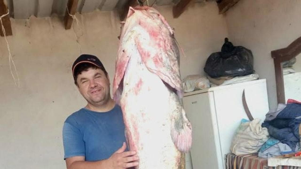 Edirne'de Meriç Nehri'nde Dev Yayın Balığı Yakalandı: 2 Metre 45 Santimetre