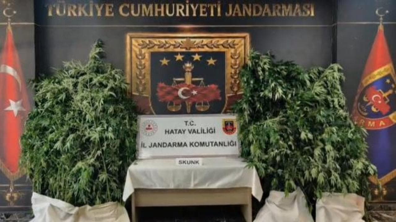Hatay'da devasa kenevir operasyonu: 371 kök skunk ele geçirildi