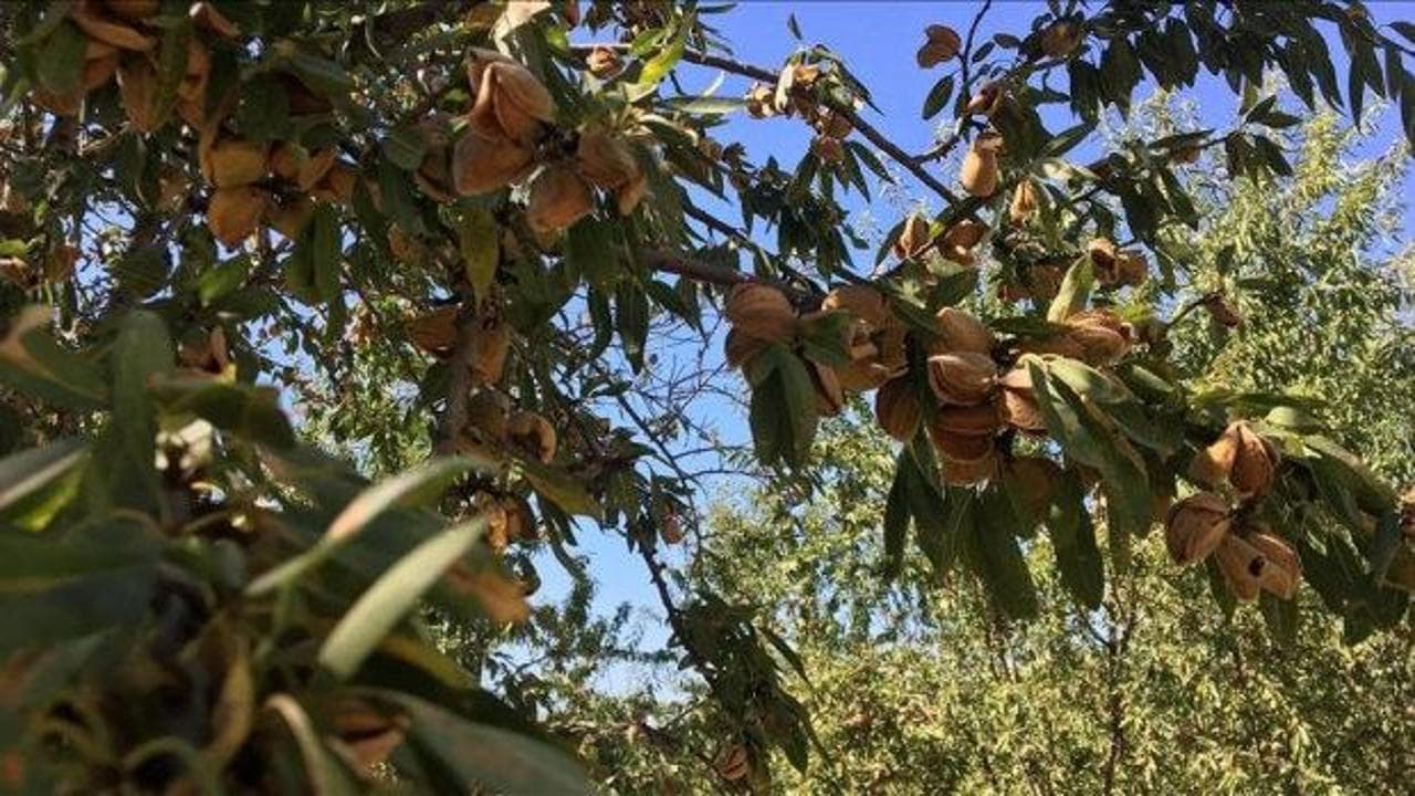 Kütahyalı üreticinin 28 yıllık sabrı meyvesini verdi: Tarlasına diktiği badem ağaçları ilk kez hasat edildi