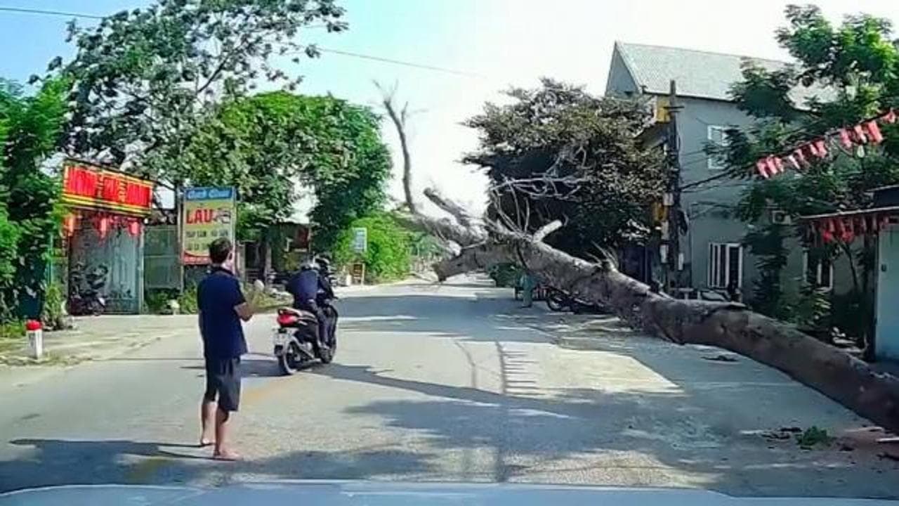 Vietnam'da kesilen dev ağaç motosikletlinin üzerine devrildi: Yaşlı sürücü hayatını kaybetti