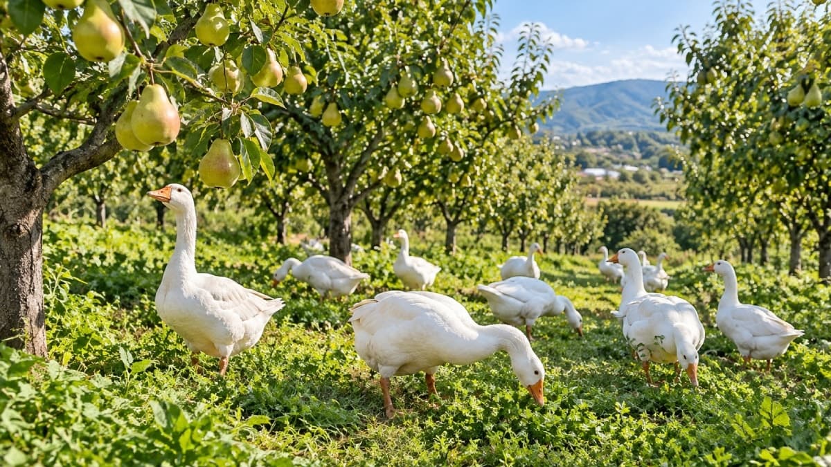 Armut bahçesine salınan 12 kaz, 69 gün sonra beklenmedik sonuçla gündem oldu
