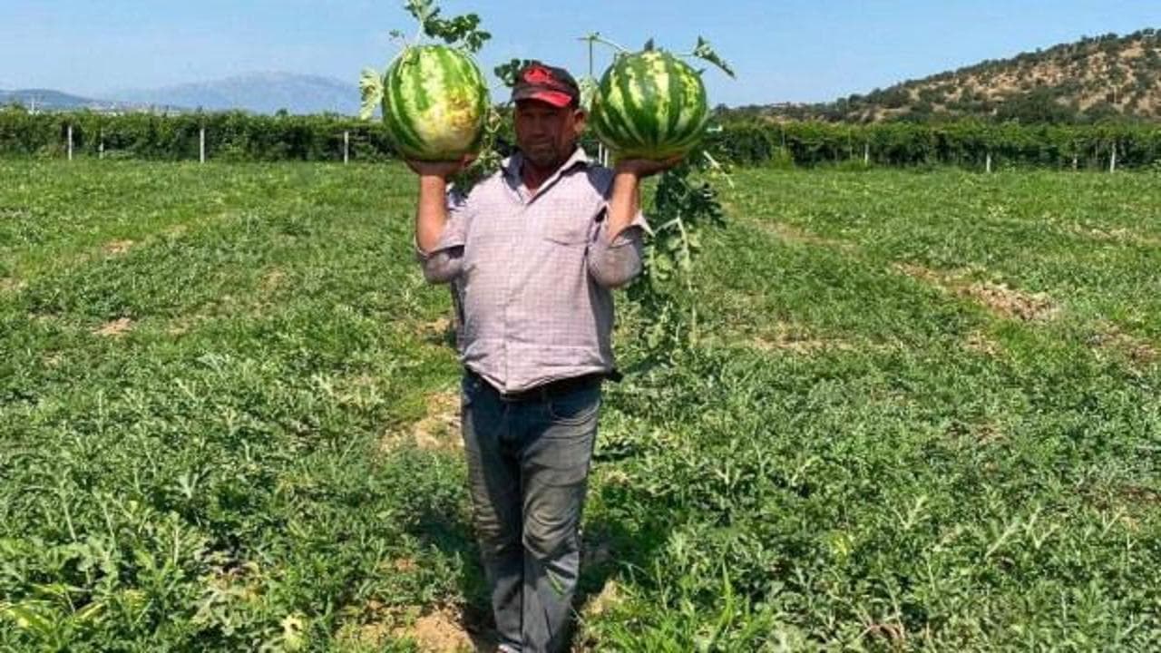 Toptancıya düşük fiyat veren alıcıyı reddetti, karpuzlarını kendi sattı