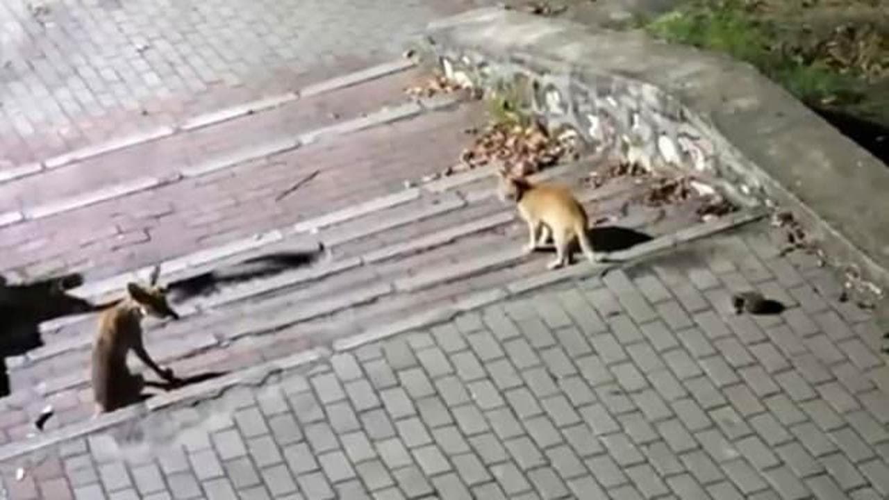 Bursa'da doğa buluşması: Tilki, kedi ve kirpi aynı parkta görüntülendi