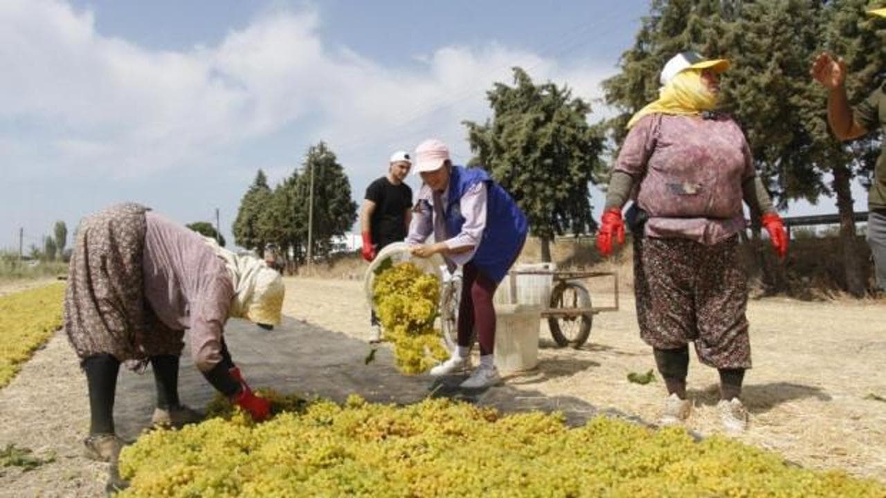 Manisa'da üzüm hasadı işçilik ücretleri açıklandı: Kesiciye 1.600, sergiciye 1.750 TL