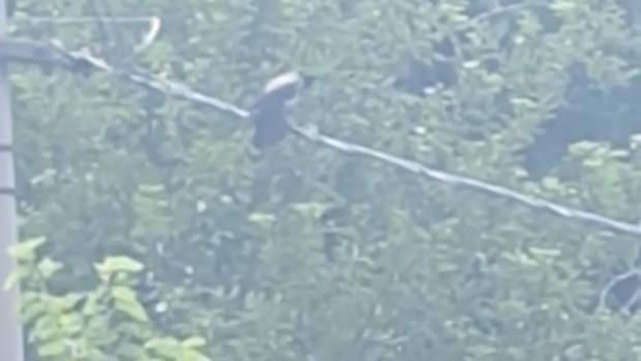 Safranbolu'da ilginç anlar: Karga 'Allah' diye seslendi