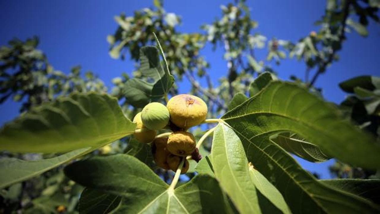 Dalında 150 TL, kurutulunca 800 TL: Coğrafi işaretli incirde hasat başladı