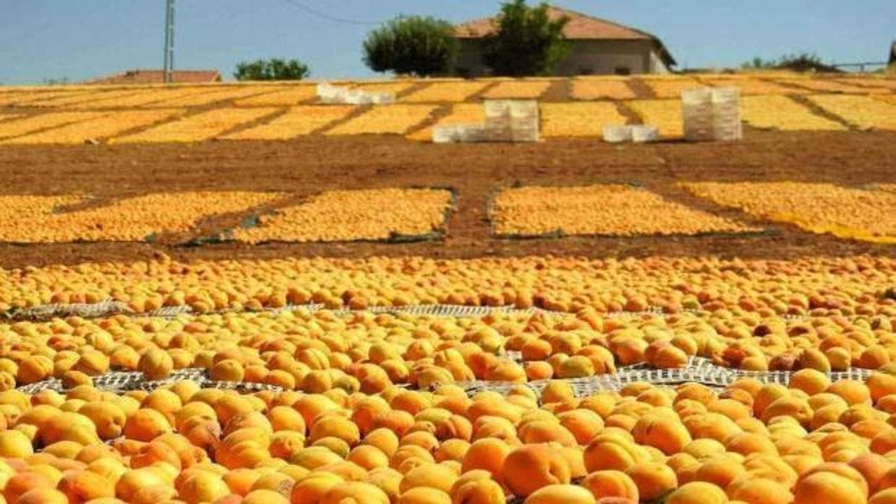 Malatya’da kayısı bereketi: Üreticinin yüzü bu yıl gülüyor!