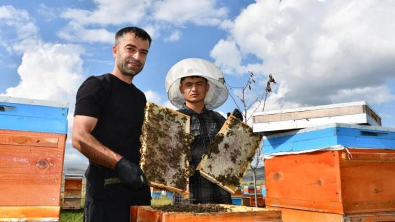 Ardahan'da Kafkas balının hasadı başladı: Kilosu 900 TL'den alıcı buluyor