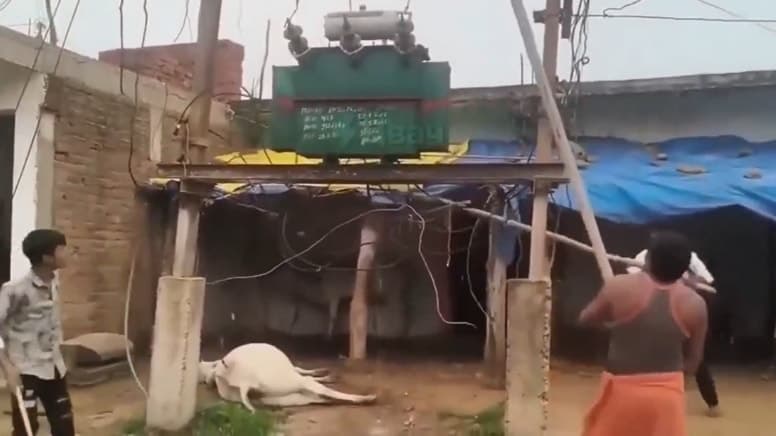 Hindistan'da elektrik akımına kapılan inek öfke yarattı: Köylüler trafoya saldırdı