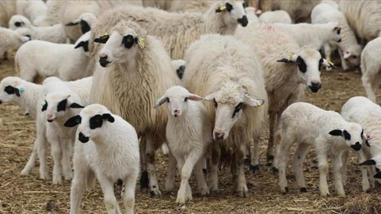 TİGEM, 3 bin 615 küçükbaş hayvanı açık artırmayla satışa çıkardı