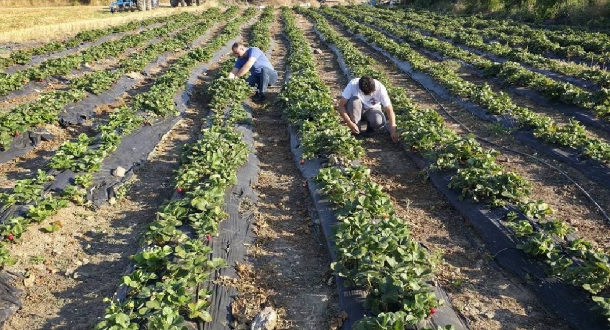 Çevre iller bile sıraya girdi: Altın yumurtlayan hasatta siparişlere yetişemiyor