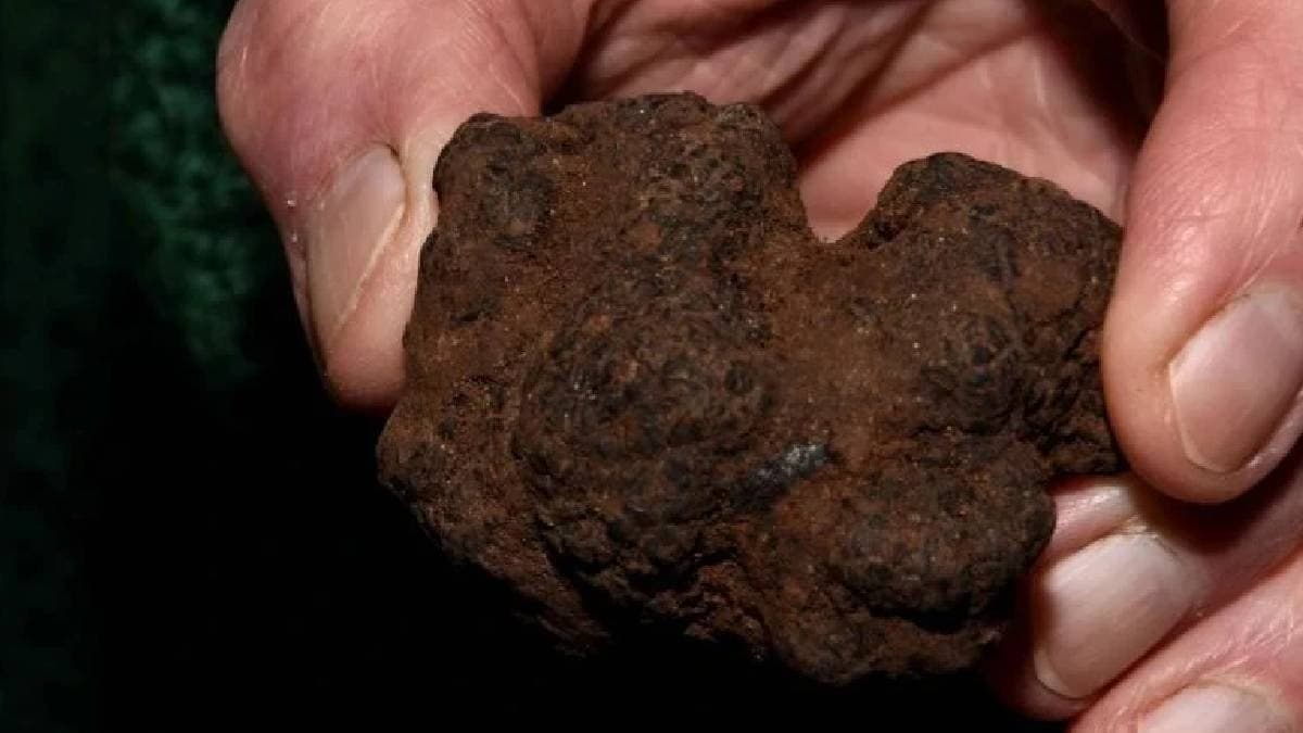 Türkiye topraklarında doğal olarak yetişiyor: Bulan zengin oluyor, kilosu altınla yarışıyor