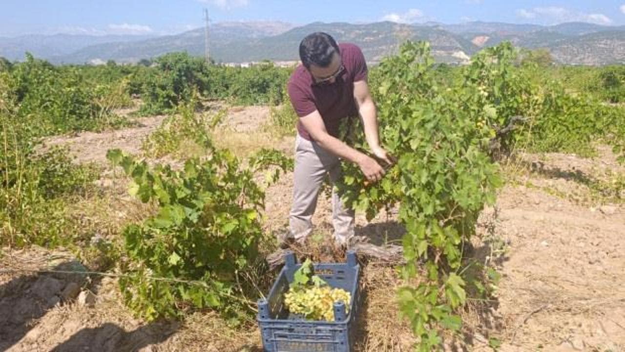İslahiye’de ‘hatun parmağı’ ve Antep karası üzümü hasadı başladı